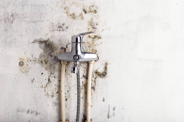 Best Emergency Mold Removal  in Kapaa, HI