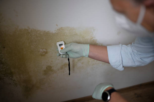 Attic Mold Removal in Kapaa, HI