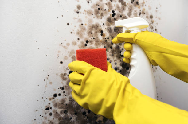 Best Commercial Mold Removal  in Kapaa, HI