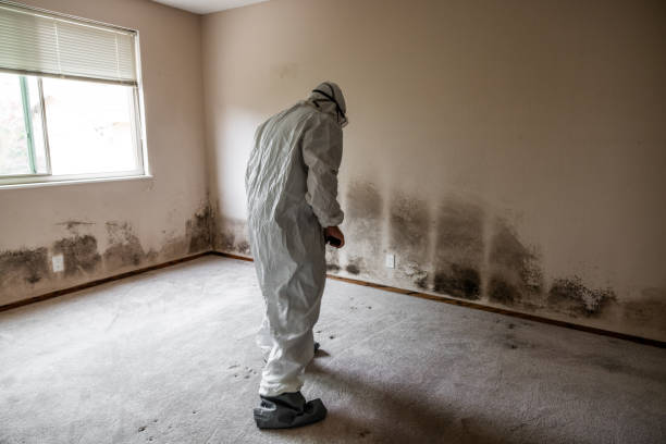 Best Mold Damage Repair  in Kapaa, HI